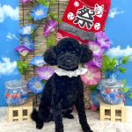 初めてご来店　トイプードル　とわくん　PV動画あり
