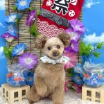 トイプードル　てんてんちゃん