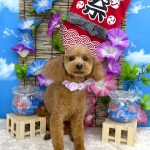 トイプードル　愛来（あいく）くん