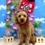 トイプードル　ソースケくん