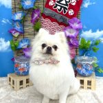 ポメラニアン　りんちゃん