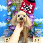 トイプードル　フォルテくん