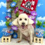 トイプードル　マインちゃん