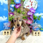 ダックスフンド　のあちゃん