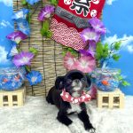 狆ｘチワワ　りーりーちゃん