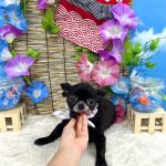 チワワ　かりんちゃん　カシミヤタッチシャンプー