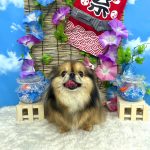 チワワｘプチブラバンソン　もずくちゃん