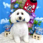マルチーズｘダックス　れいくん