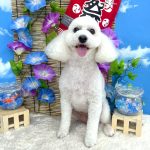 トイプードル　いぶくん