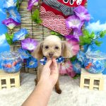 トイプードル　みこちゃん