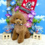 トイプードル　ここくん