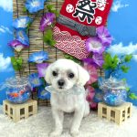 初めてご来店　マルチーズ　しろくん　PV動画あり