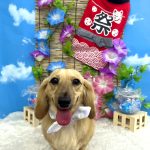 カニンヘンダックス　ハッピーちゃん