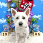 ウェスティー　ぽろんちゃん