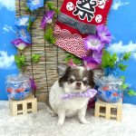 チワワ　めいちゃん