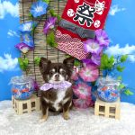 チワワ　つむぎちゃん