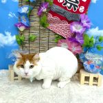 ねこ　陽（はる）くん