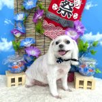 マルチーズ　ぺこくん