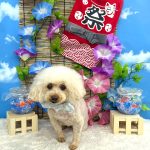 トイプードル　おこめちゃん