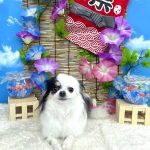 チワワ　莉（れい）ちゃん