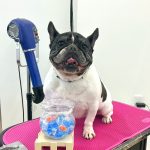 フレンチブルドッグ　　　ハルちゃん