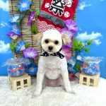 ポメプー　ぺナくん　ハーブパック