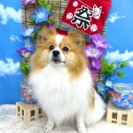 ポメラニアン　ルイくん