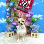 チワワ　サクラちゃん