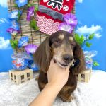 ダックスフンド　チースケくん