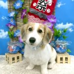 JRT＆ダックス　はちくん　PV動画あり