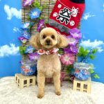 トイプードル　トトちゃん