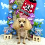 マルプー　海ちゃん　シルクパック