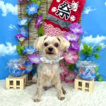 ヨークシャーテリア　ラブくん