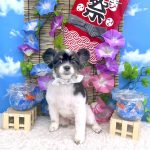 パピヨン　ジーナくん