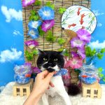 ねこ　スコティッシュフォールド　ムーくん