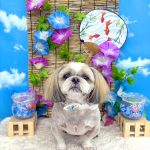 初めてご来店　シーズー　クーくん　PV動画あり