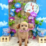 トイプードル　のあくん