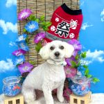 マルプー　コムギくん　ハーブパック