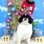 狆　福丸くん