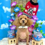 トイプードル　シェリーくん