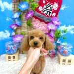 トイプードル　モコちゃん