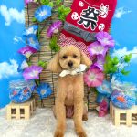 トイプードル　カプくん