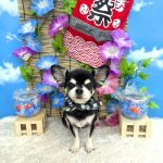 チワワ　ノアくん