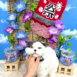 ねこ　ミヌエット　アムーくん