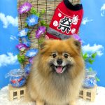 ポメラニアン　コロンちゃん