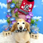 ダックスフンド　ベンくん