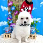 ビションフリーゼ　わさびくん　炭酸入浴