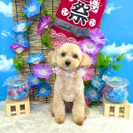 トイプードル　アディーちゃん