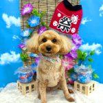 初めてご来店　トイプードル　ももちゃん　PV動画あり