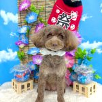 トイプードル　フランくん　泥パック